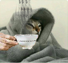 mignon risitas chat cafe