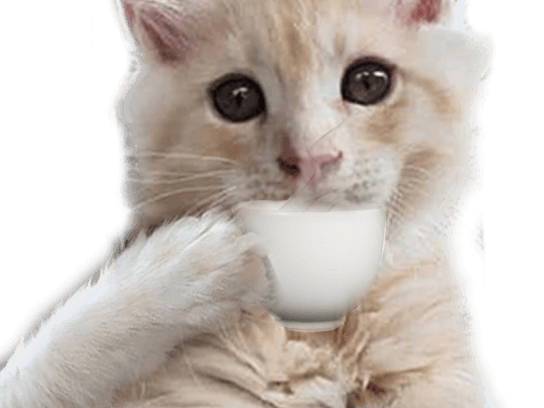 tasse risitas chat nargueur