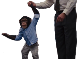 singe other singix crypto