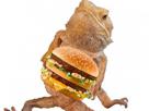 mcdo-pogona-hamburger-bigmac-lezard-reptile-other
