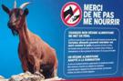 animal-ble-soja-interdiction-pas-chevre-mouton-pain-grillage-nourrir-fromage-brebis-animaux-panneau-jvc