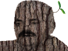 ecorce risitas arbre