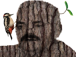 ecorce arbre risitas pivert