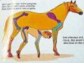 corps glauque humain cheval