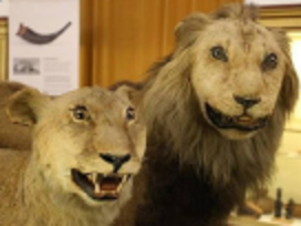 musees yeux wesh lions choque rate empaille