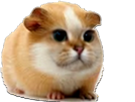cochon-petit-cute-aya-chamster-souris-dinde-risitas-small-smol-chaton-animal-other-chat-hamster-mignong-kawaii
