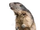 animal-groundhog-marmote-marmotte-marmot-other
