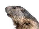 marmote-other-marmot-animal-groundhog-marmotte