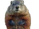 marmot-groundhog-other-marmote-animal-marmotte