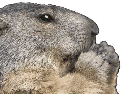 other marmot marmotte groundhog animal marmote