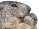 other-marmot-marmotte-groundhog-animal-marmote
