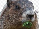 animal-other-marmote-marmotte-marmot-groundhog