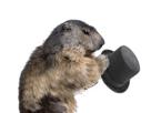 other-marmote-animal-groundhog-marmot-marmotte