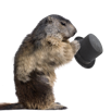 marmote-marmot-groundhog-animal-other-marmotte