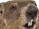 animal-gros-plan-zoom-groundhog-marmotte-marmot-other-marmote
