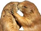 marmote-kiss-marmotte-sexy-other-couple-groundhog-marmot-animal