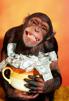 jvc-singe-monkey-money