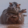 other-savane-selection-naturelle-hippo