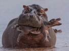 naturelle-savane-hippo-risitas-selection
