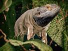 agame-pogona-tardigrade-lezard-reptile