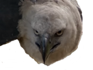 aigle-harpie-oiseau-regard-tenebreux-sombre-haine-rapace-predateur-bec-chasse-proie-animal-other-faucon