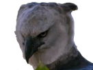 faucon-regard-haine-rapace-harpie-predateur-sombre-animal-chasse-proie-oiseau-tenebreux-bec-aigle-other
