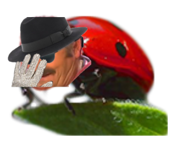 coccinelle wonki risitas cuckcinelle