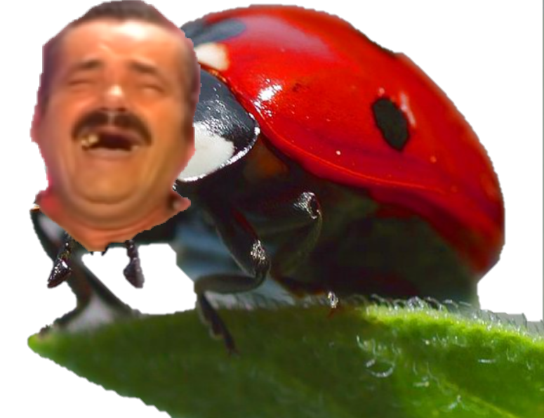 cuckcinelle coccinelle risitas