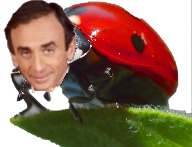 coccinelle zemmour cuckcinelle risitas