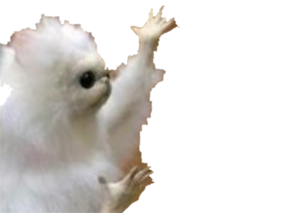 montre main gauche lemurien blanc