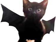 jvc yimaz sticker chat chaton