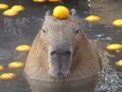capybara-onsen-other-yuzu