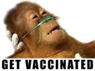 covid-ape-monkey-vaccinated-cant-breath-politic-orangutan-propaganda-get-oxygen-coronavirus-19
