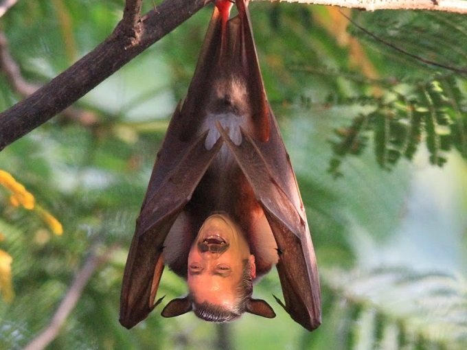 risitas marburg virus souris corona morsure dents covid chauve