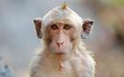 bourse-nicogane-jvc-pea-nicolas-macaque-nico-singe-primate-topic
