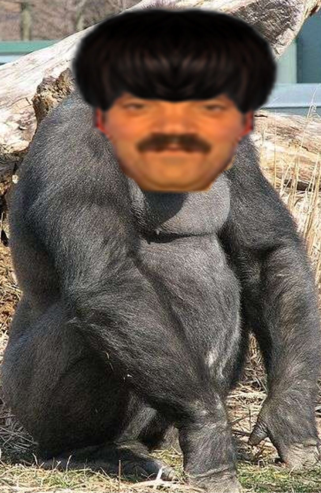 sele au bol risitas gorille coupe