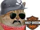 custom-fiotte-harleyiste-harley-dog-d-davidson-repost-chat-risitas-biker-reupload