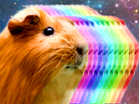 dinde cochon espace rongeur rainbow space