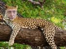 henry-vener-prioritaire-leopard-reemigration-other-lesquen-enerve