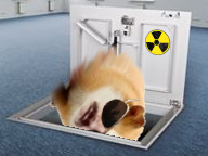 chance lunettes abris antiatimoc soyeux dinde bunker adorable rongeur planque mignon piggy gruik antiatomique fuite cochon