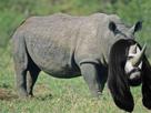 harrison-beatles-enerve-other-rhinoceros-george-soyeux