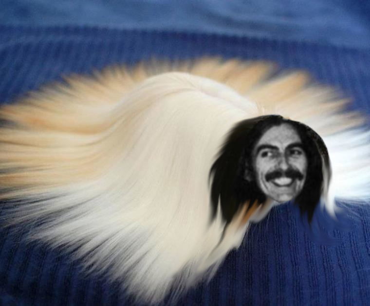 risitas dinde adorable chrissent peruvien mignon piggy rongeur gruik cochon soyeux