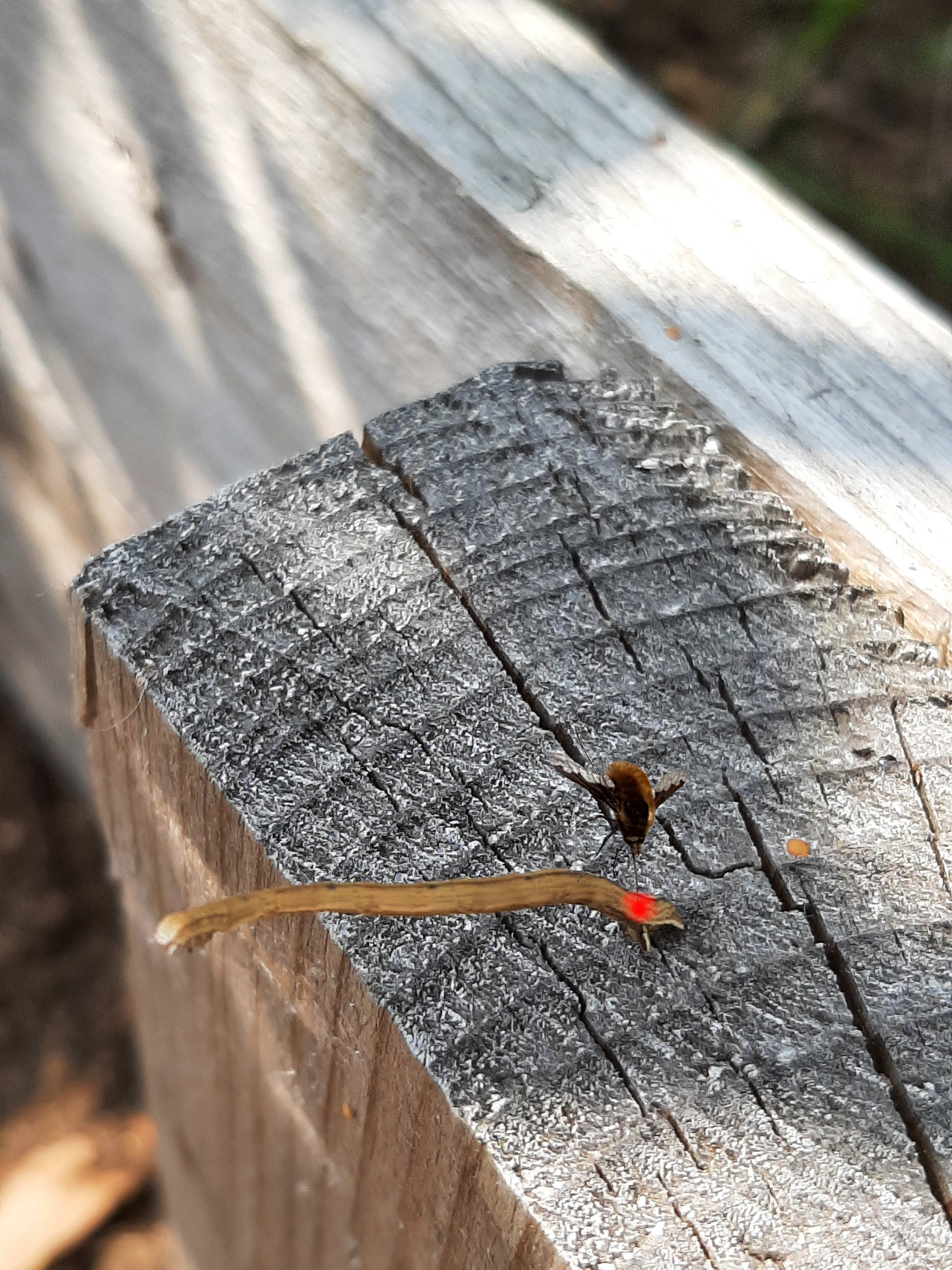 farouche lezard risitas bourmouched