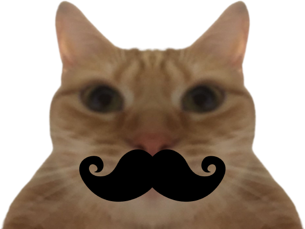 risitas miroir chat moustache
