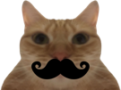 risitas-miroir-chat-moustache
