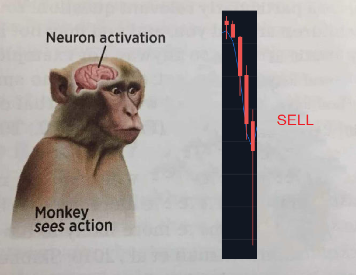 risitas makake sell jvc