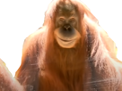 gorille-domination-flippant-glauque-outan-singe-peur-orang-other