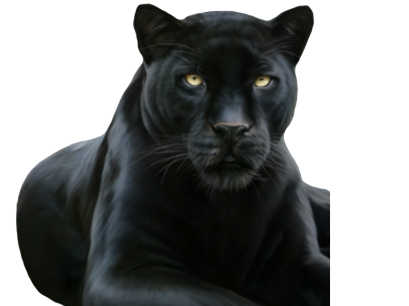 gros couchee noire panthere gauche chat animal