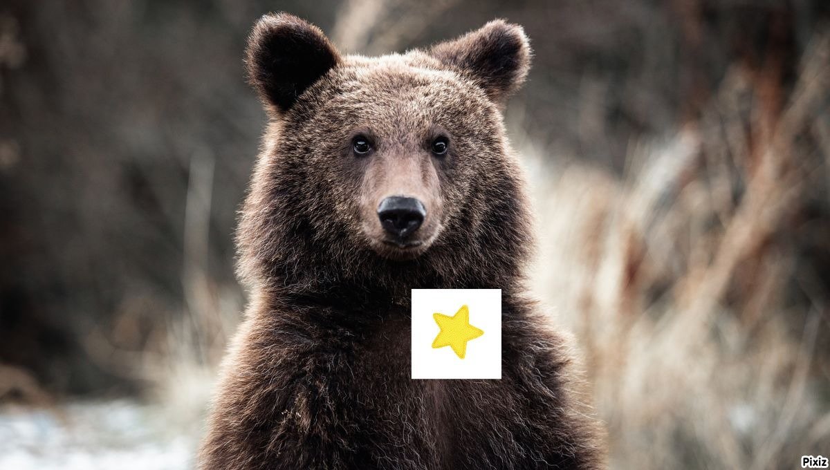 bear lynchage toile jaune risitas