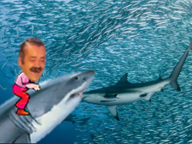 rire risitas requin sardine